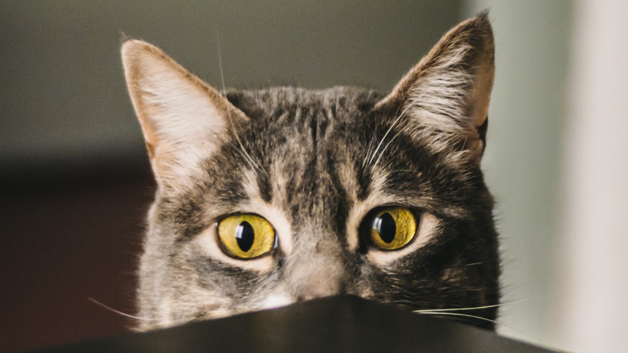 Why Having a Cat Automatic Water Fountain is a Good Idea?